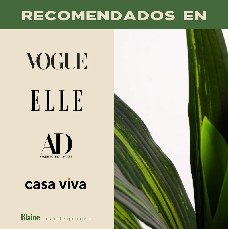 Tropical Dracaena