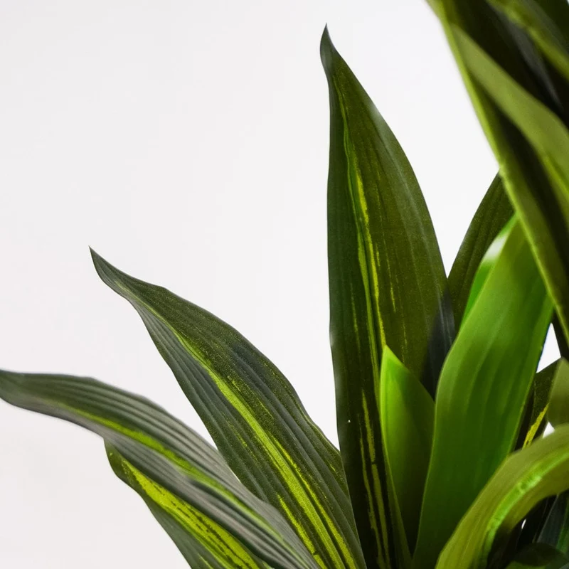 Tropical Dracaena