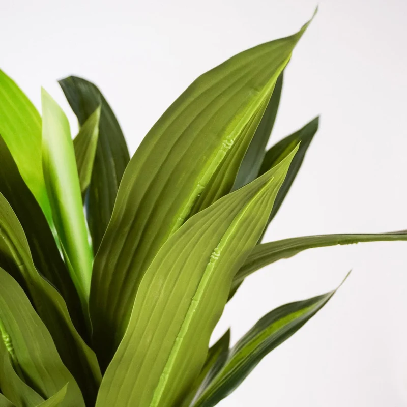 Tropical Dracaena