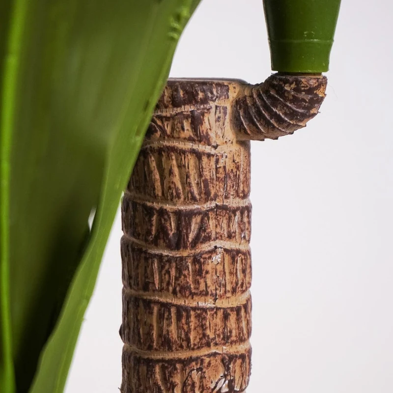 Tropical Dracaena