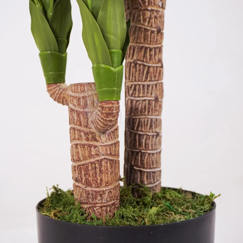 Tropical Dracaena