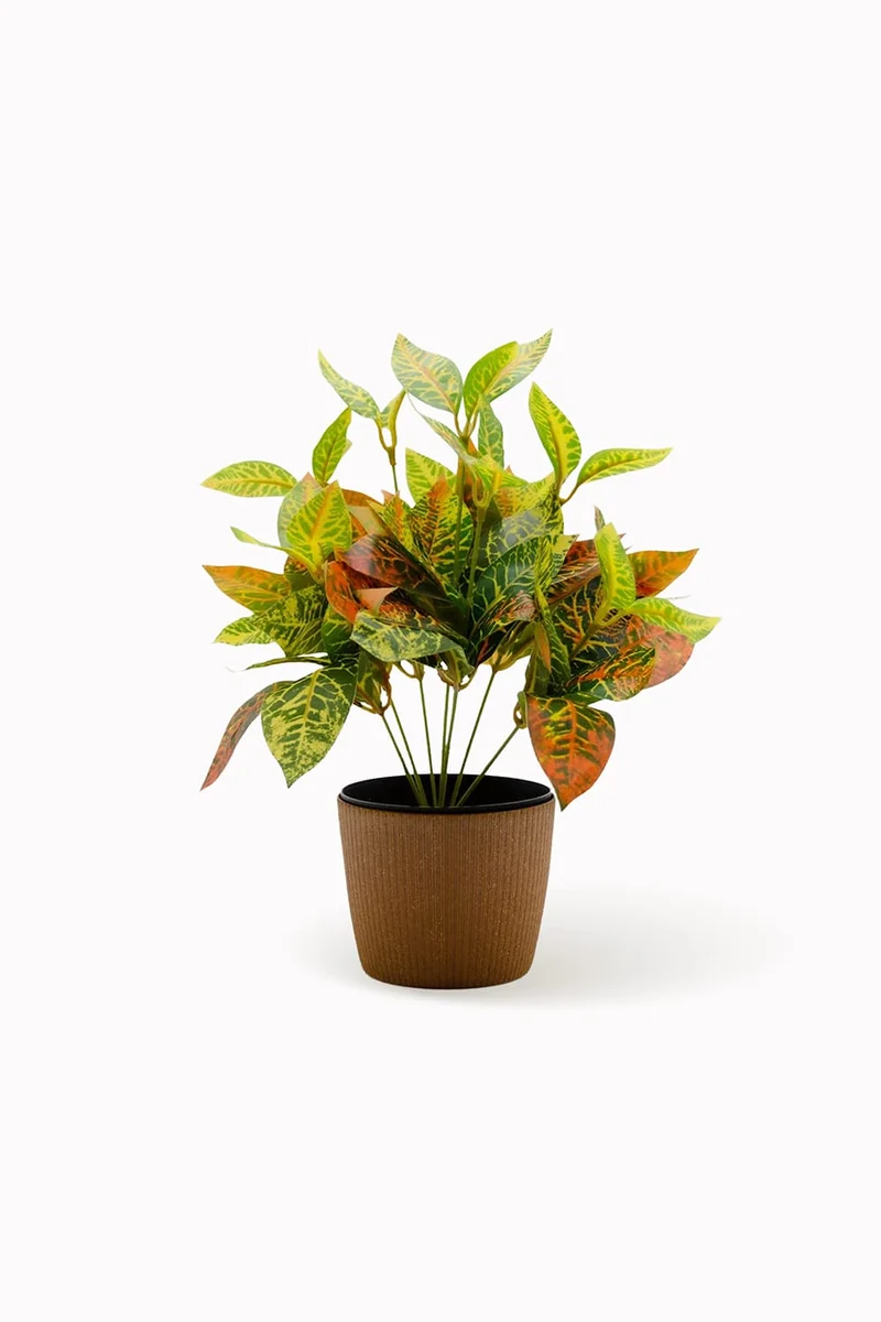 Croton mini