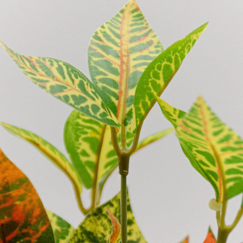 Croton mini