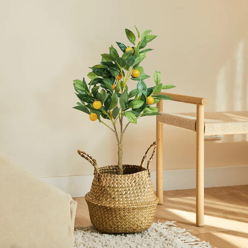 Orange Tree