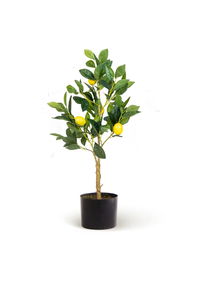 Lemon Tree