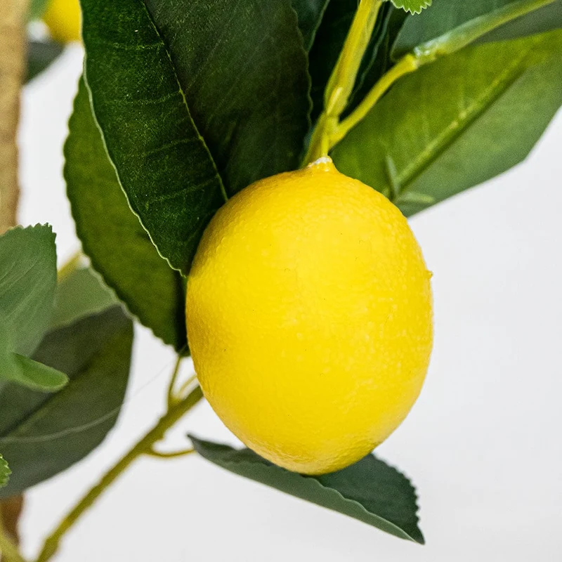 Lemon Tree