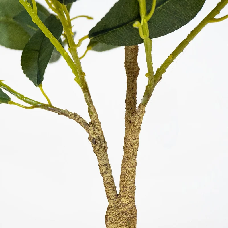 Lemon Tree