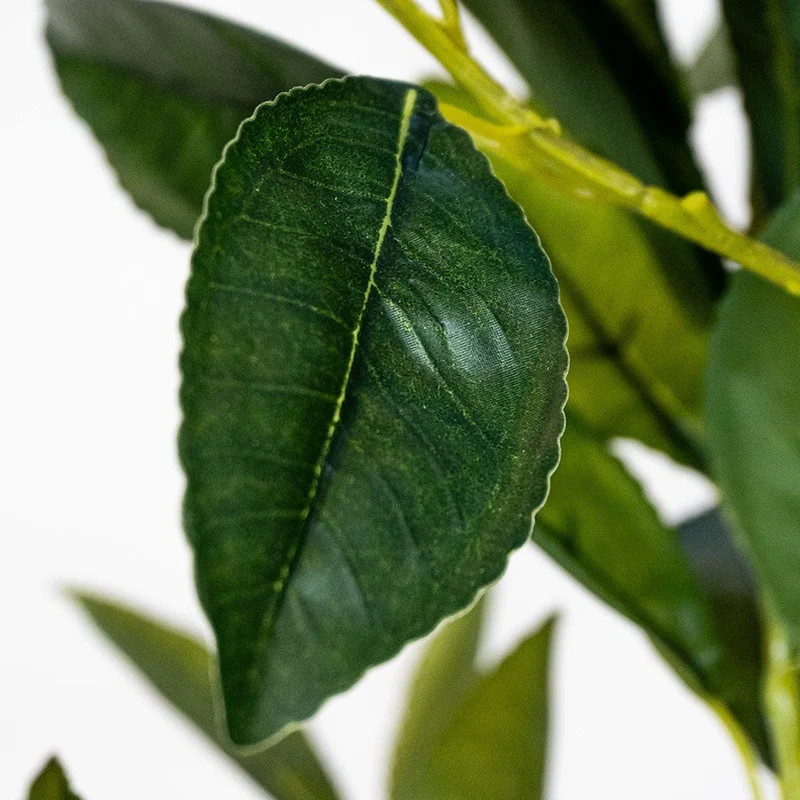 Lemon Tree