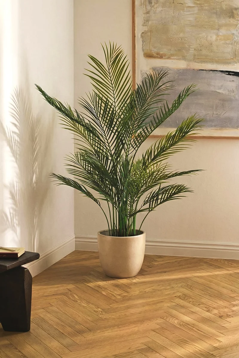 Areca Palm tree