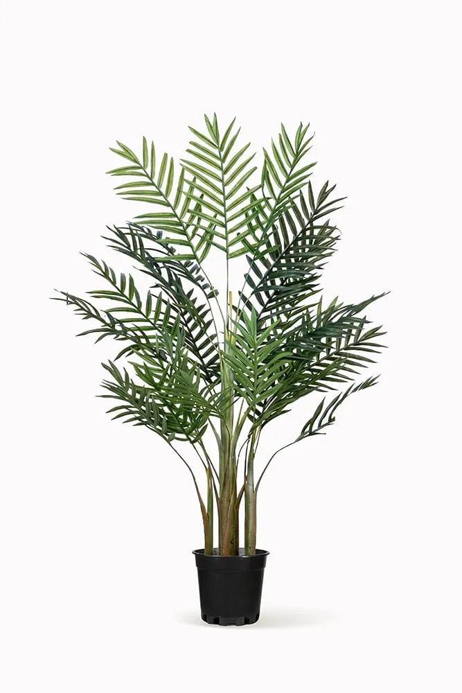 Areca Palm tree