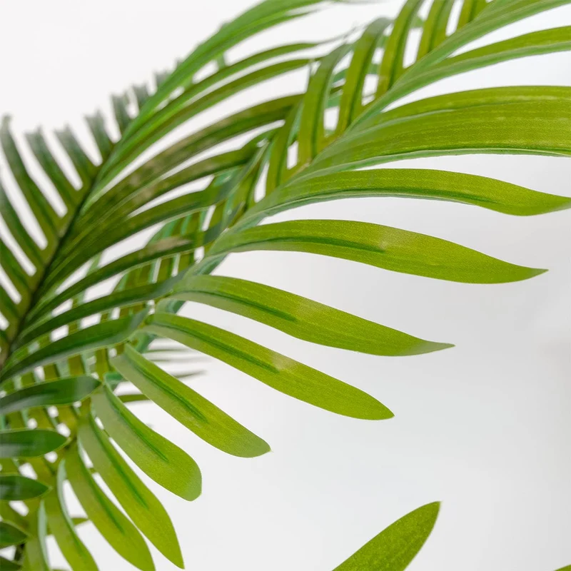 Areca Palm tree