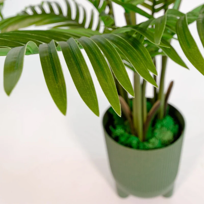 Areca Palm tree