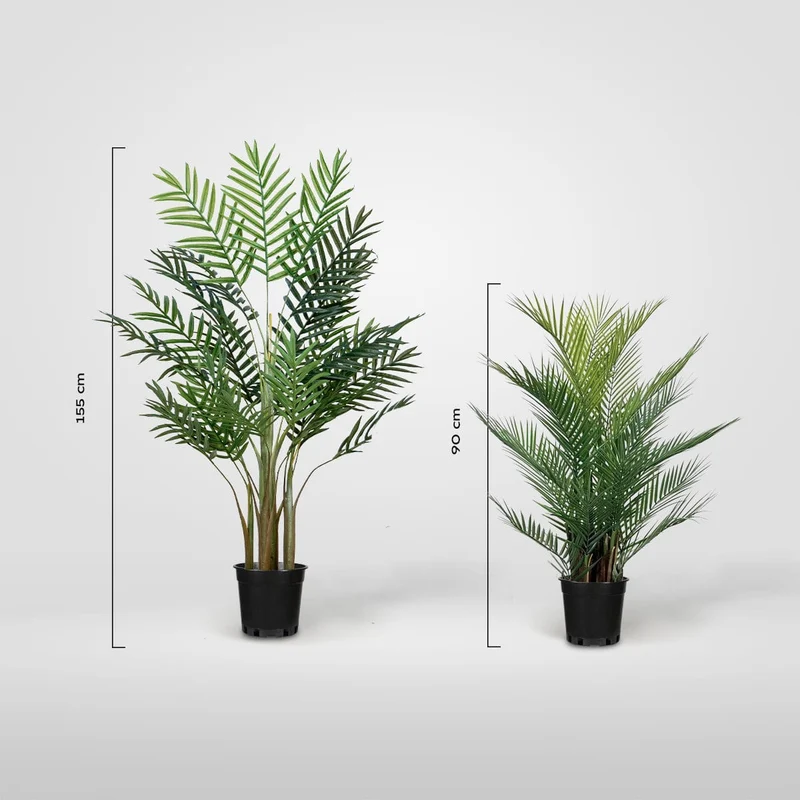 Areca Palm tree