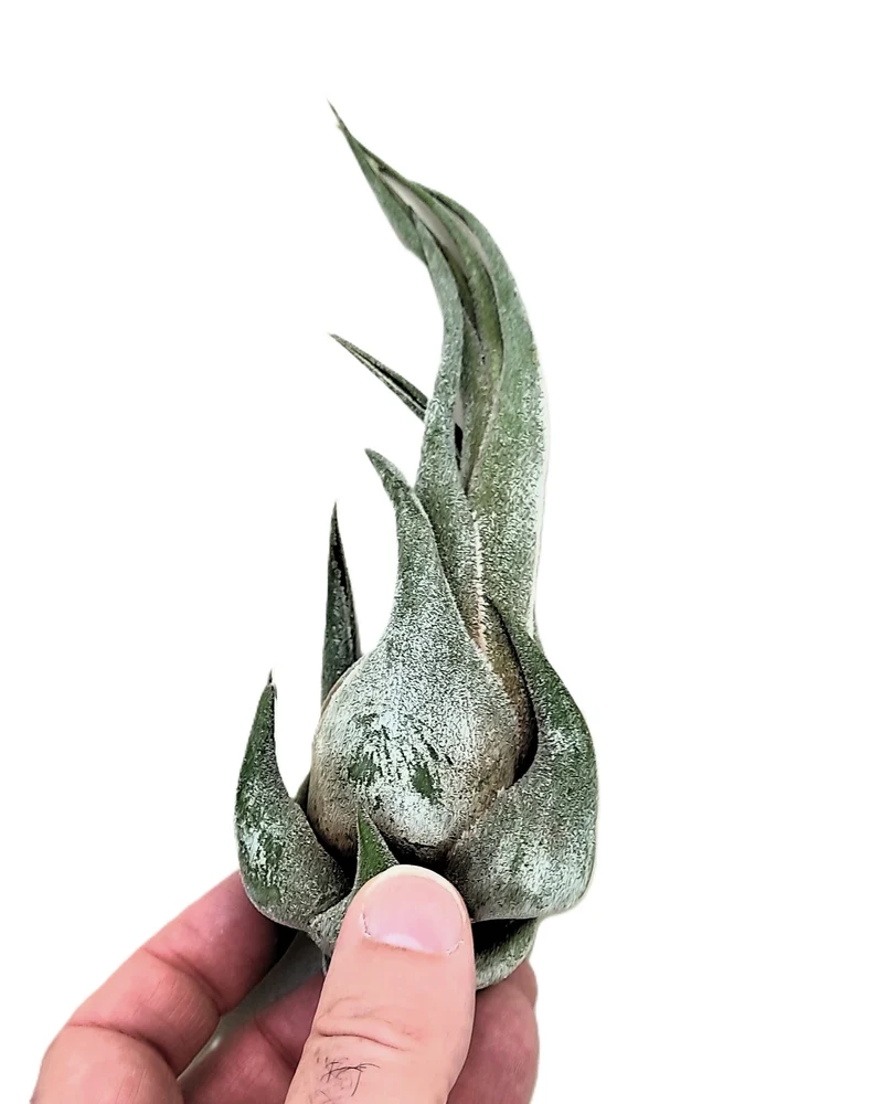 Tillandsia Seleriana (m); Planta Del Aire Compacta Verde Plateada; Curiosarium; Altura 15-20 Cm, Diámetro 5-7 Cm