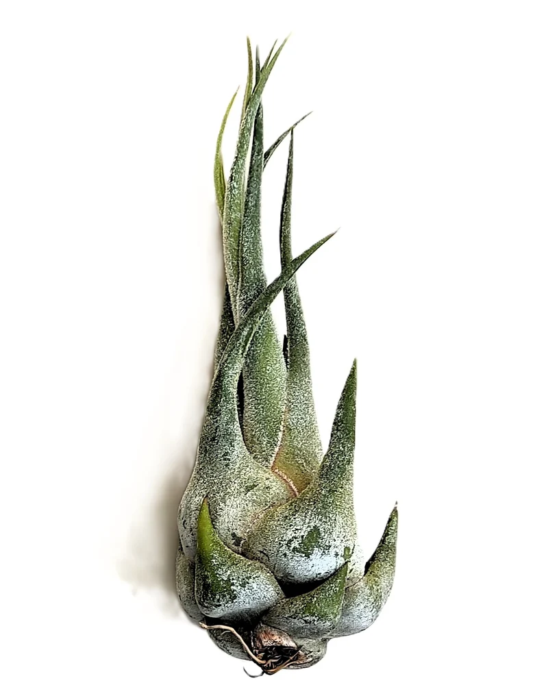 Tillandsia Seleriana (m); Planta Del Aire Compacta Verde Plateada; Curiosarium; Altura 15-20 Cm, Diámetro 5-7 Cm
