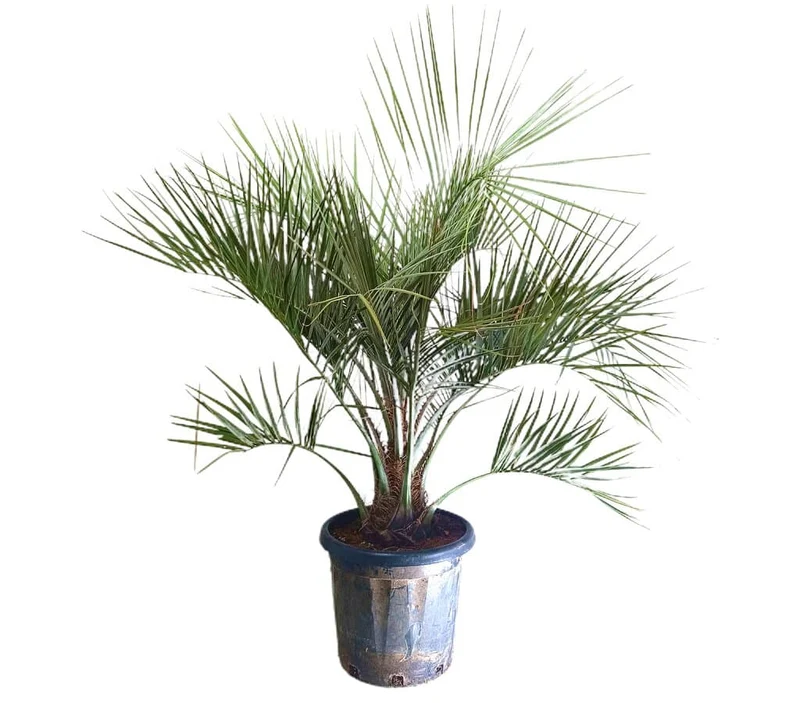 Butia Capitata M37 120-140cm