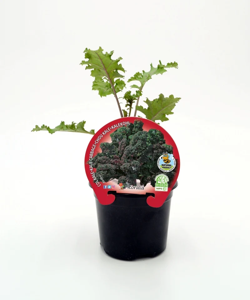 Plantón De Col Kale Morada Natural En Maceta De 10,5 Cm. - Fitoralia