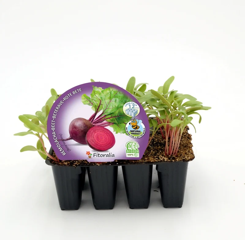 Pack Plantones Remolacha 12 Ud. Natural - Fitoralia
