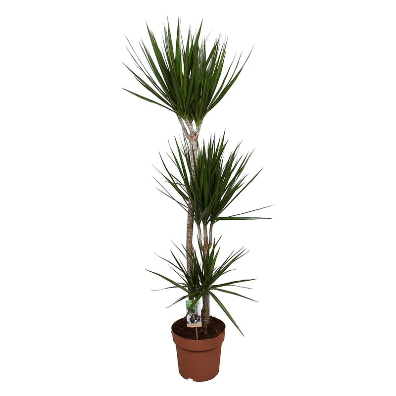 Dracena Marginata 3 Troncos 60-30-15 M21 120cm