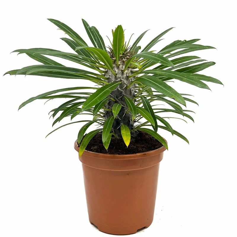 Pachypodium Lamerei Cactus Y Suculentas M13 cm Ø