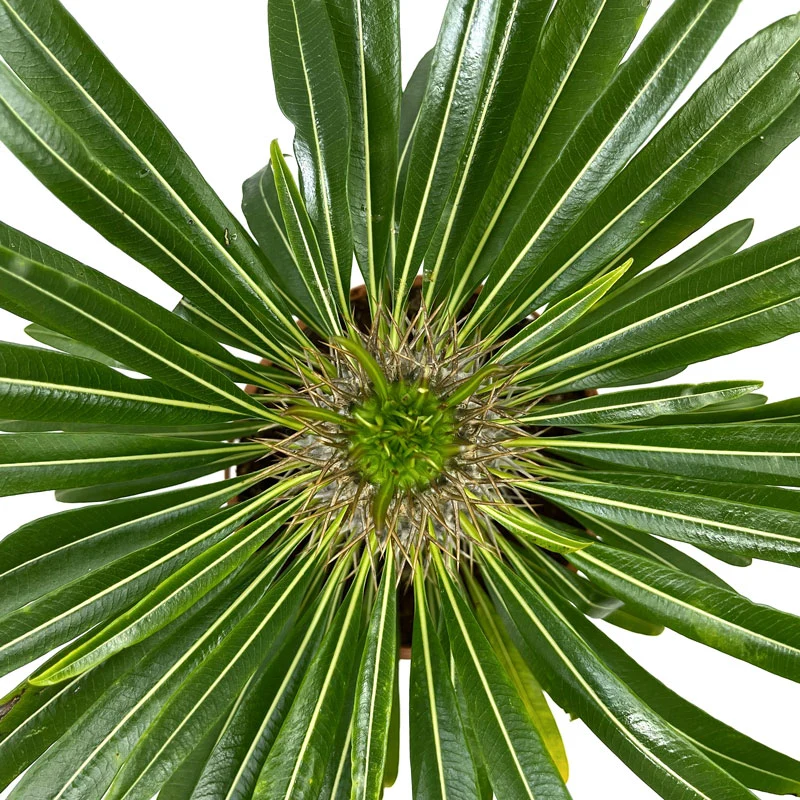 Pachypodium Lamerei Cactus Y Suculentas M13 cm Ø