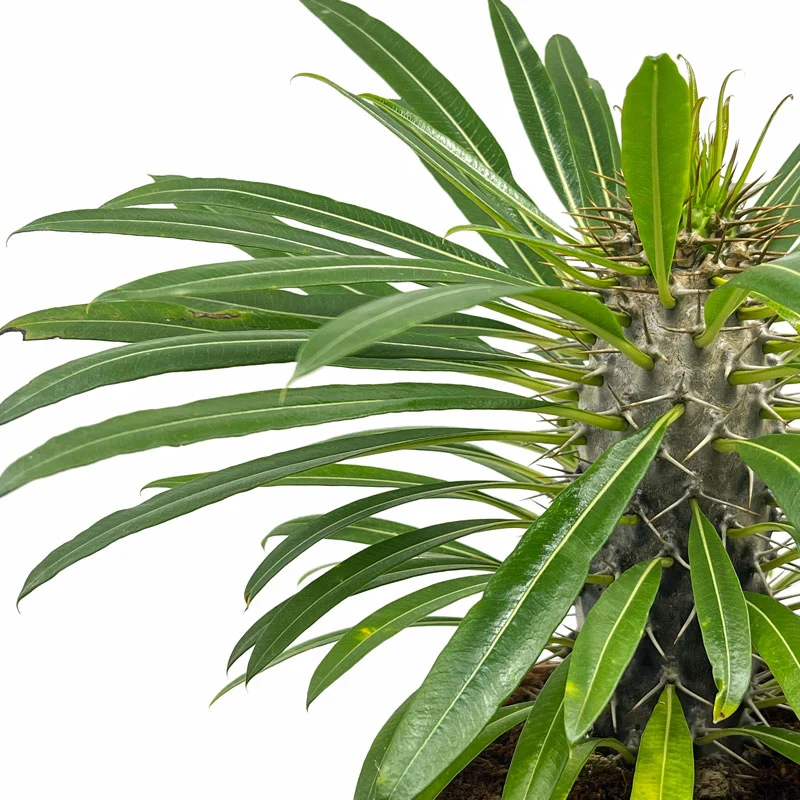 Pachypodium Lamerei Cactus Y Suculentas M13 cm Ø