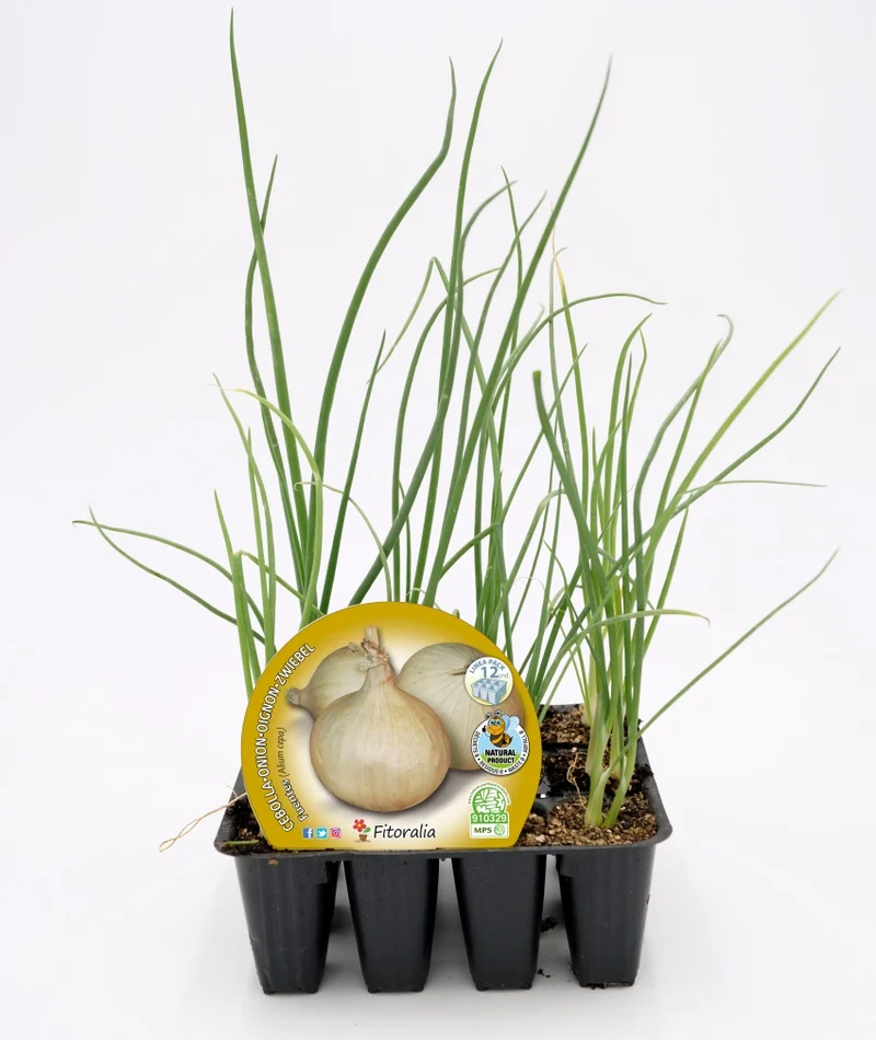 Pack Plantones Cebolla De Fuentes 12 Ud. Natural - Fitoralia