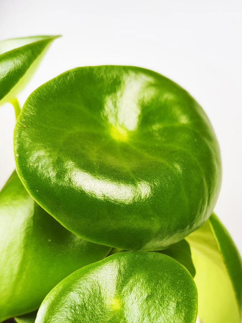 Peperomia Raindrop | Altura 25cm - Maceta 12cm