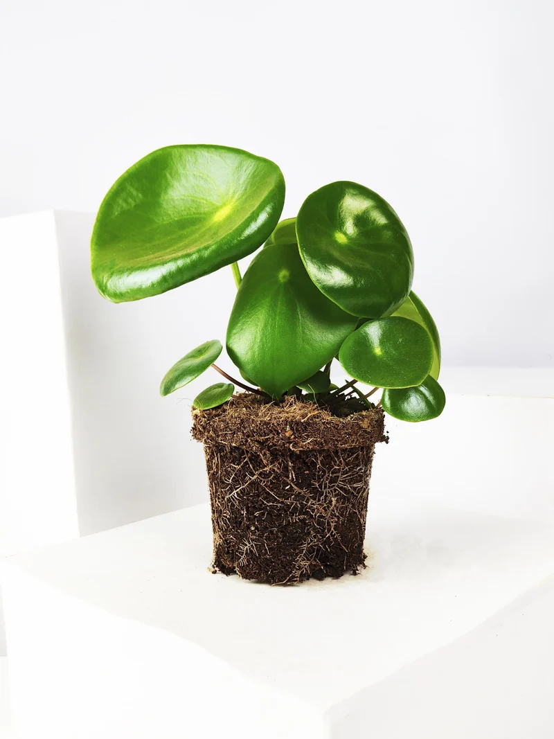 Peperomia Raindrop | Altura 25cm - Maceta 12cm