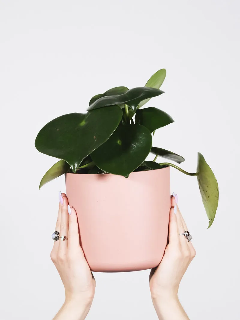 Peperomia Raindrop | Altura 25cm - Maceta 12cm
