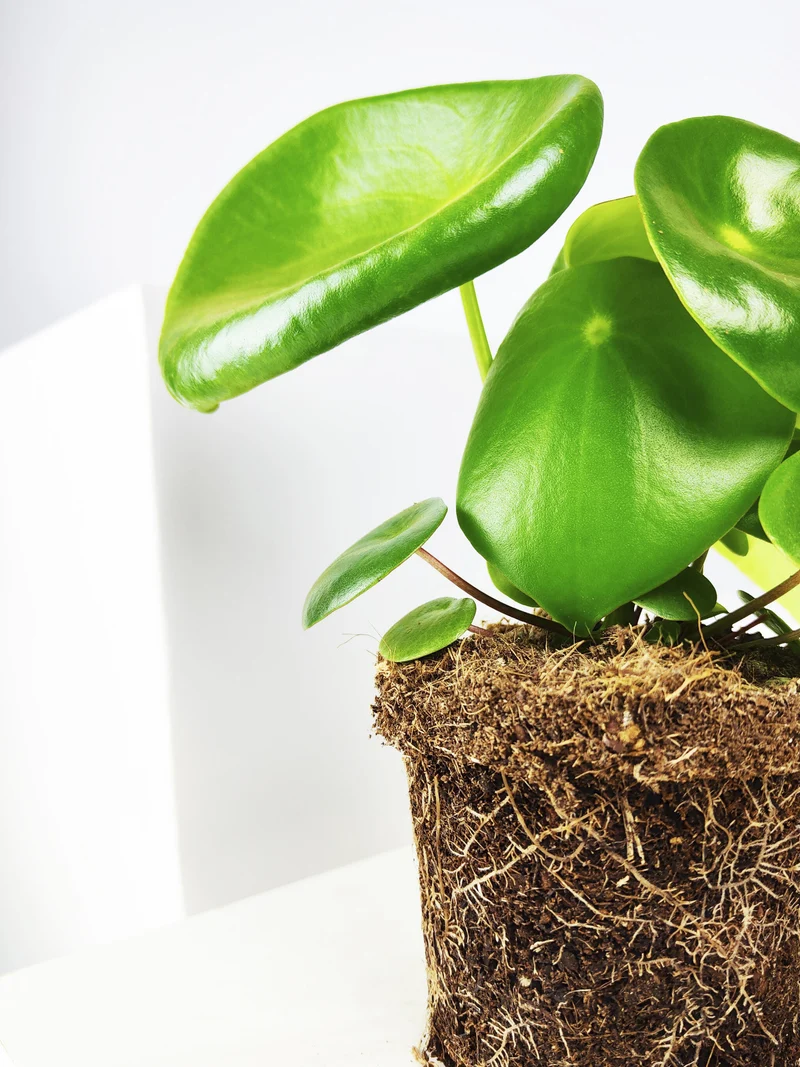 Peperomia Raindrop | Altura 25cm - Maceta 12cm