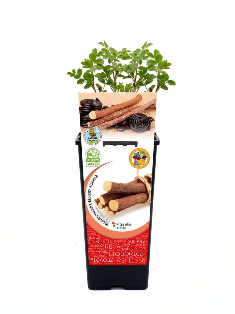 Regaliz En Maceta 2 L. Natural - Fitoralia