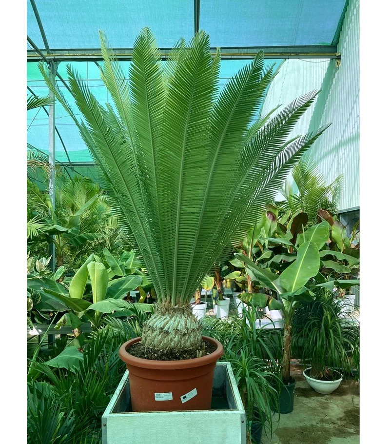 Dioon Edule M45 28cm Cadex 95cm Contorno 130cm Altura Total