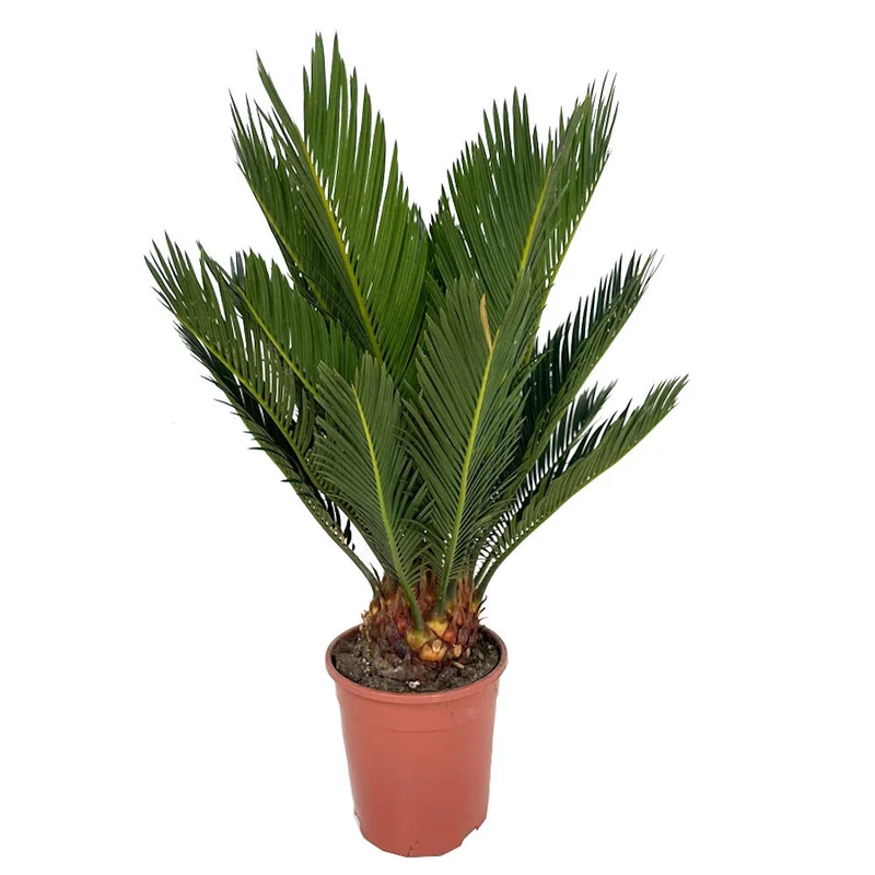 Cyca Revoluta M12 40cm