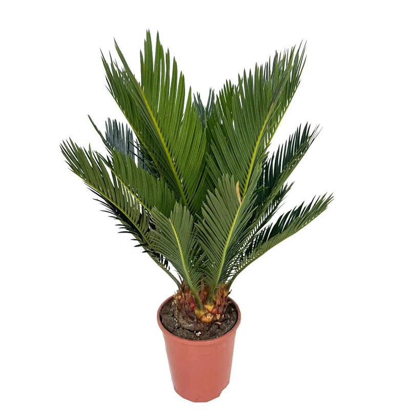 Cyca Revoluta M12 40cm