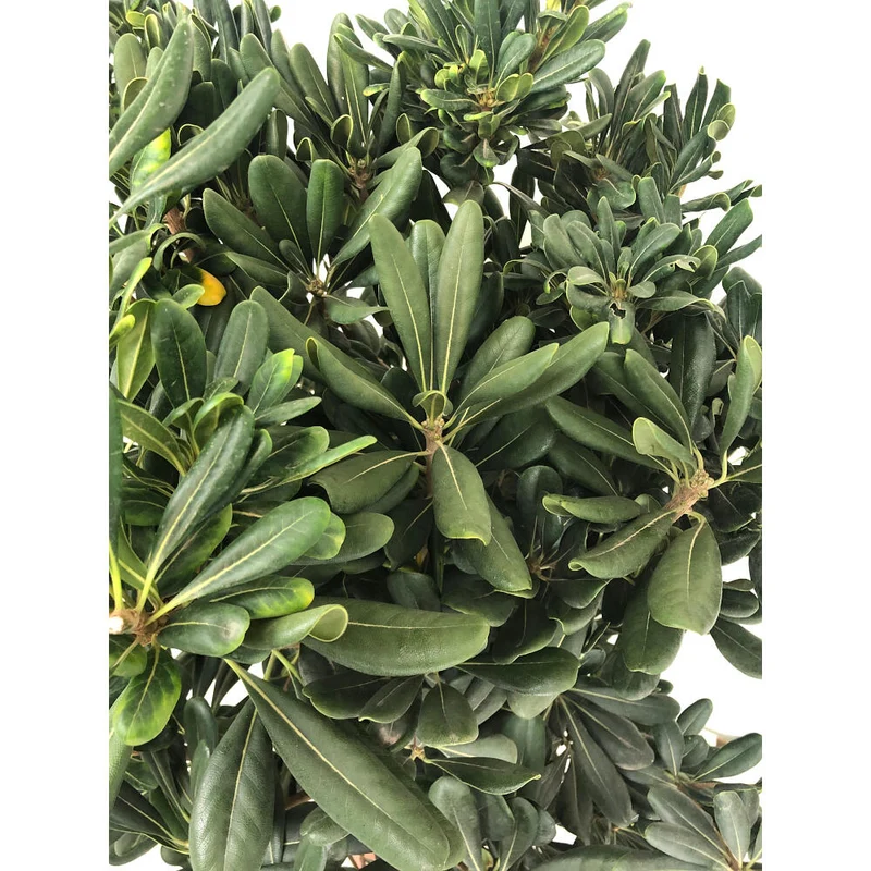Pittosporum Tobira M24 60cm