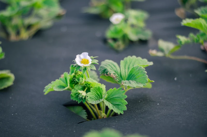 25m² Forro Polar Para Jardín, Mantillo Polar Para Malas Hierbas, Tela De Suelo, Forro Polar Geotextil, 120g, 1m De Ancho