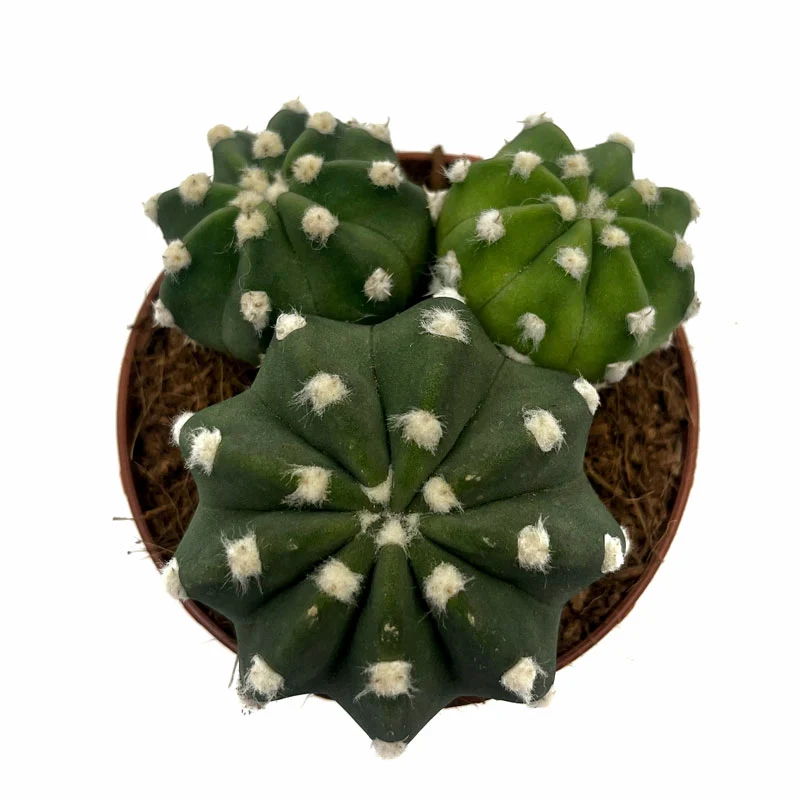 Echinopsis Subdenudata Cactus Y Suculentas