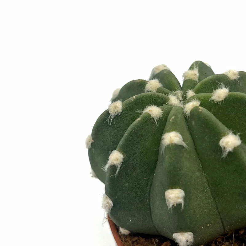 Echinopsis Subdenudata Cactus Y Suculentas