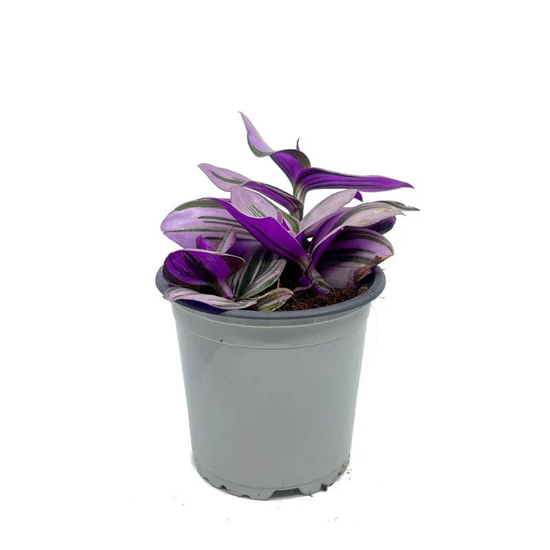 Tradescantia Nanouk Cactus Y Suculentas M11 cm Ø