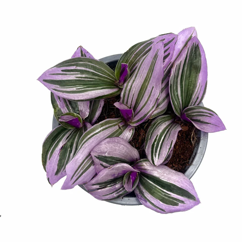 Tradescantia Nanouk Cactus Y Suculentas M11 cm Ø