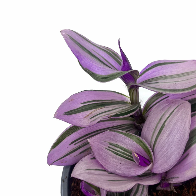 Tradescantia Nanouk Cactus Y Suculentas M11 cm Ø
