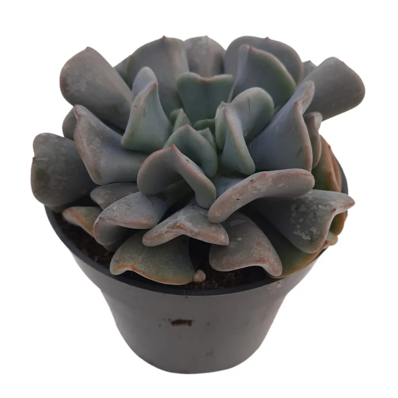 Echeveria Cubicfrost Suculenta De Hojas Heladas Para Decoración Interior