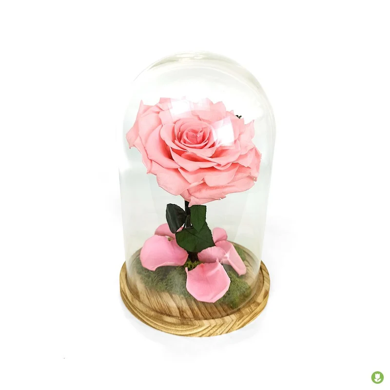 Mundo Eterno Rosa En Cúpula King Rosa 25x17cm