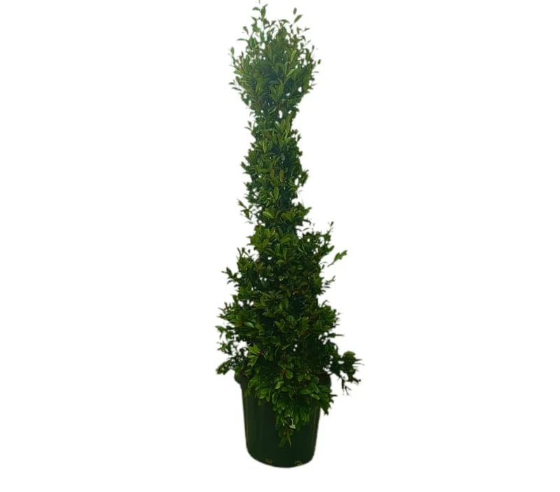 Eugenia Myrtifolia M35 140-160cm
