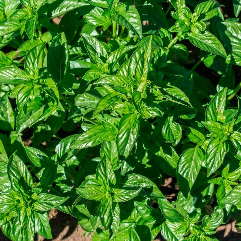 Semillas Albahaca Limón Ecológicas Biodinámicas Demeter