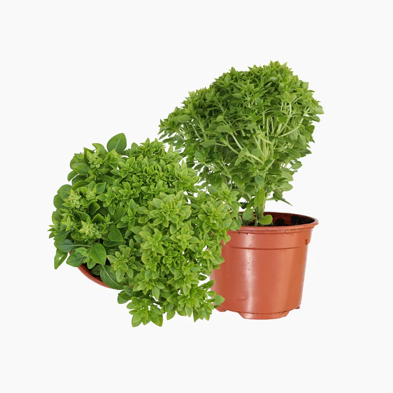 Maceta Albahaca De Hoja Pqueña 10,5 Cm - Plantabo