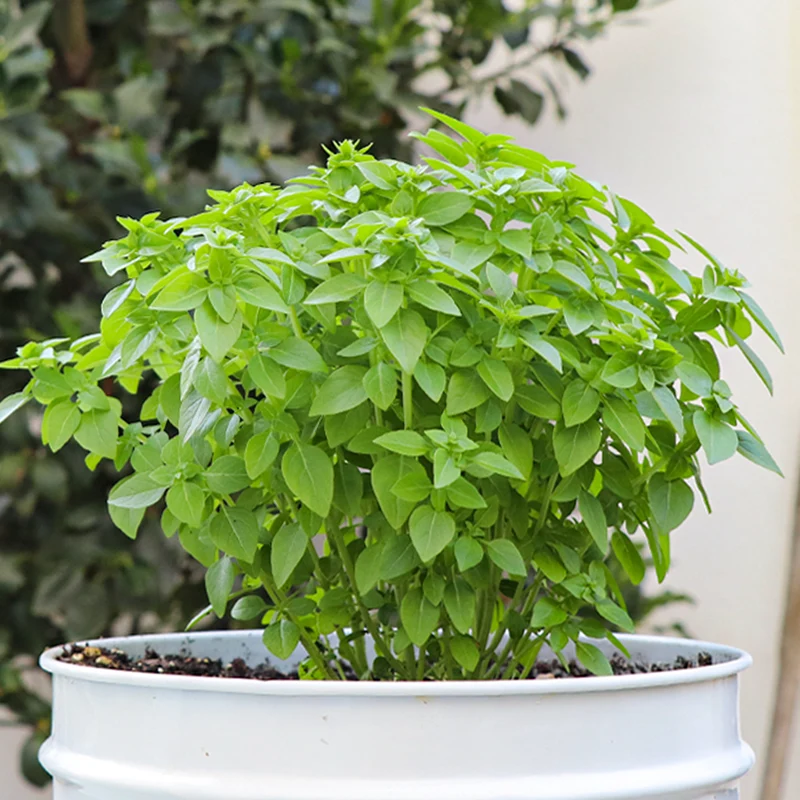 Maceta Albahaca De Hoja Pqueña 10,5 Cm - Plantabo