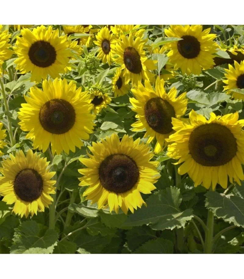 Semillas De Girasol Enano Sunspot Ecológicas