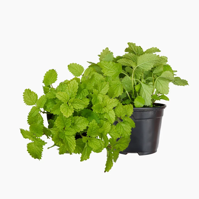 Maceta Melisa 10,5 Cm - Plantabo